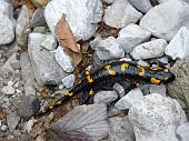 13 La salamandra